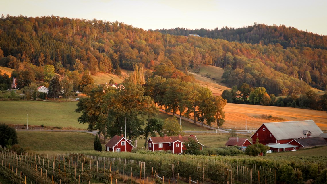 Solbelyst lantlig gård med röda trähus, lador och åkrar omgivna av fruktodlingar och kullar med höstfärgade träd i bakgrunden, fångat i varm kvällssol.