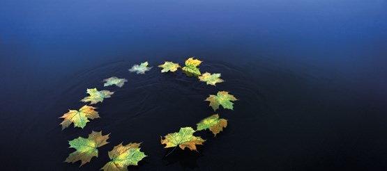 Gula löv på blått vatten